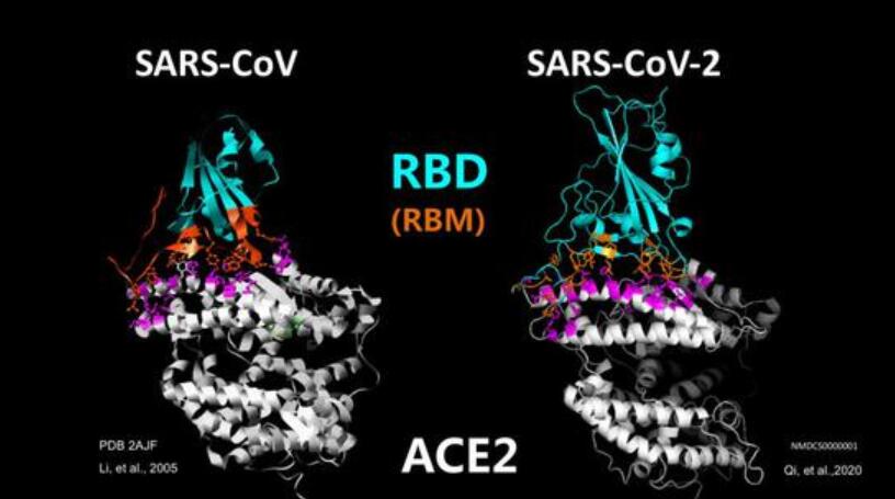 How to use pharmacological research to block coronavirus infections?-CnTechPost