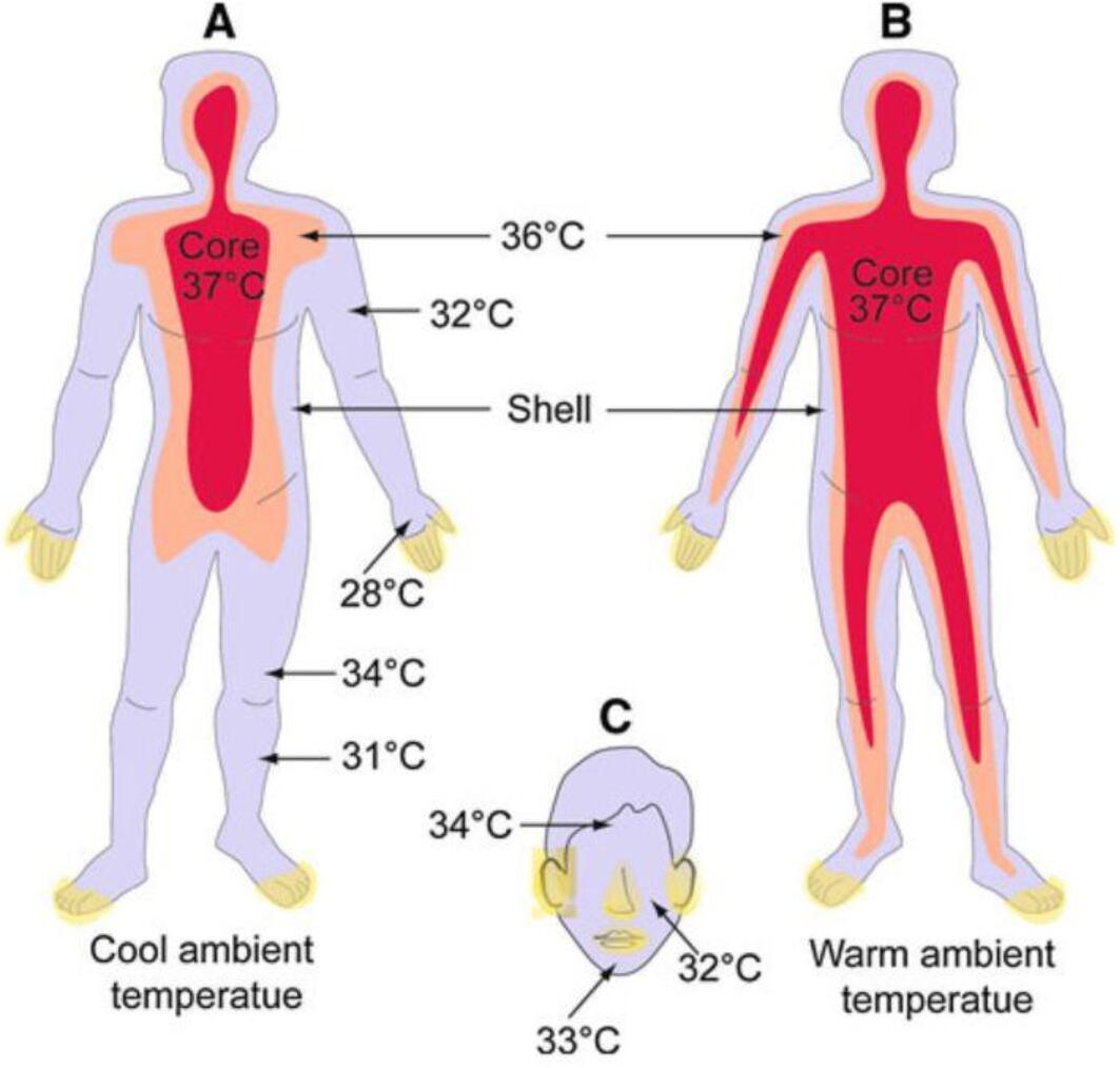 Human body temperature drops by 0.03 °C every 10 years, study says-CnTechPost