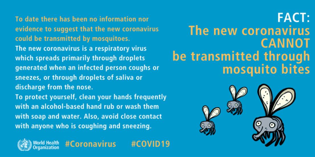 Can coronavirus be transmitted via mosquito bites? WHO explains-CnTechPost