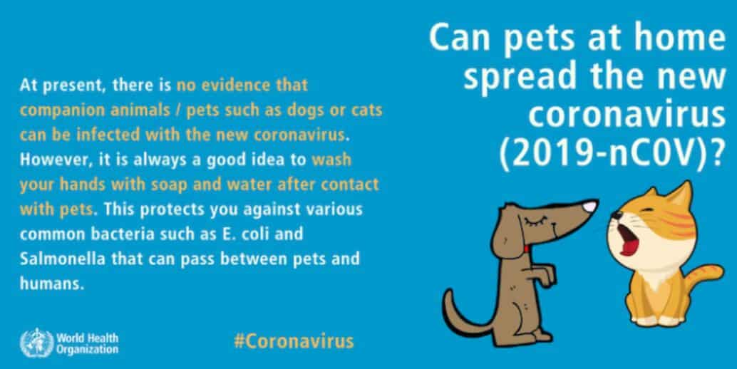 The world's first coronavirus-positive pet dog has died-CnTechPost