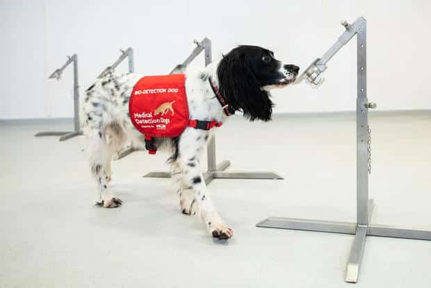 Researchers tests using dogs to sniff out Covid-19 patients