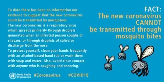 Can mosquitoes transmit coronavirus? Expert explains in video-CnTechPost