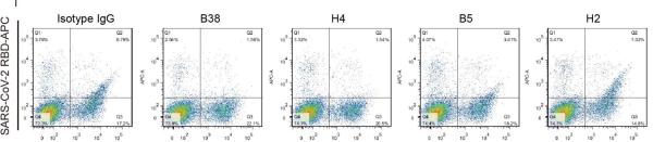 Chinese scholars identify 2 antibodies that block coronavirus invasion-CnTechPost