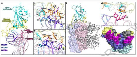 Chinese scientists find potent coronavirus-neutralizing antibody-CnTechPost