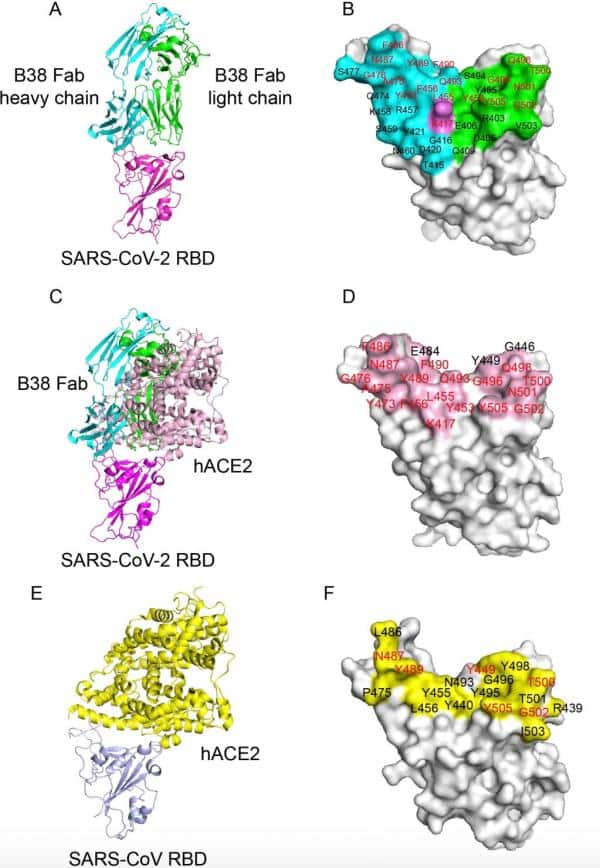 Chinese scholars identify 2 antibodies that block coronavirus invasion-CnTechPost