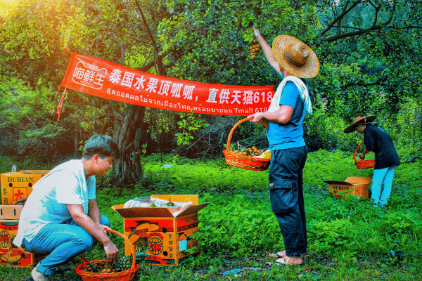 Thai government joins China's mid-year shopping festival with fruit supplies-CnTechPost