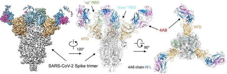 Chinese team makes breakthrough in coronavirus antibody research-CnTechPost