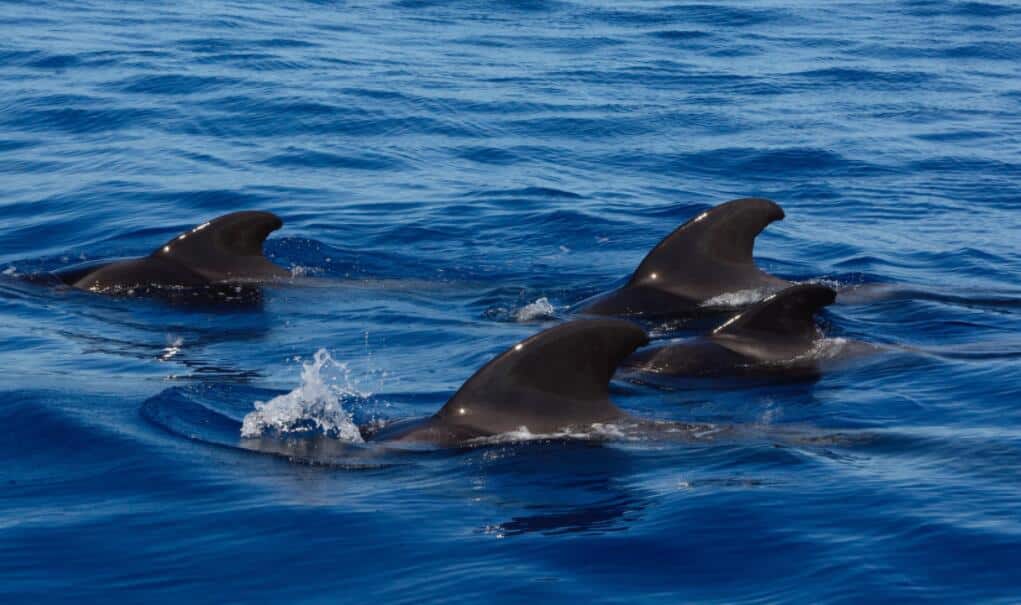 Revealing the whales in NIO: Bridgewater is not alone