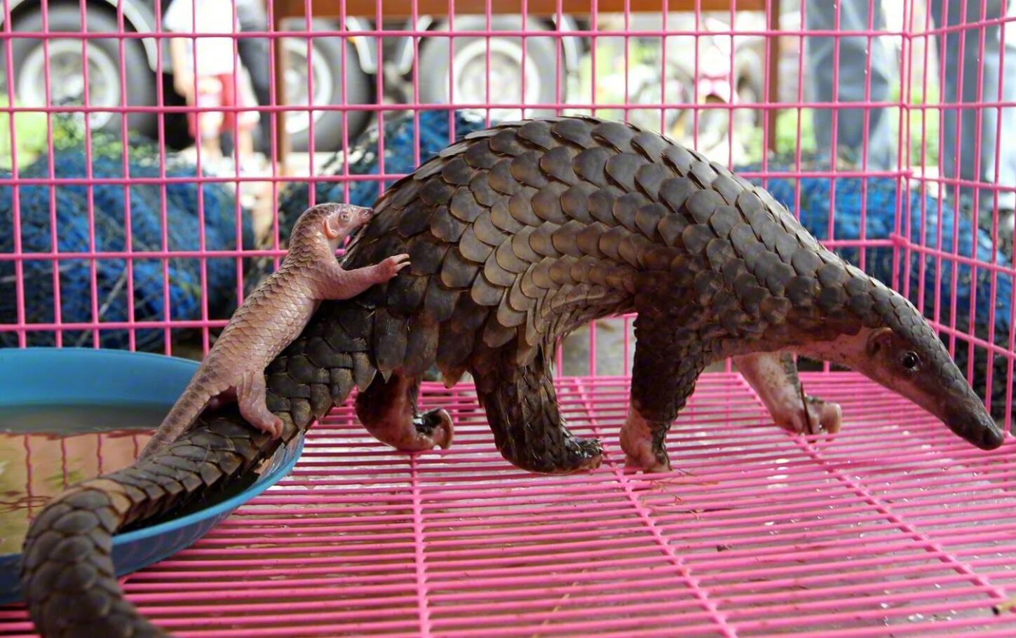 Pangolin is a potential intermediate host for the new coronavirus, research finds