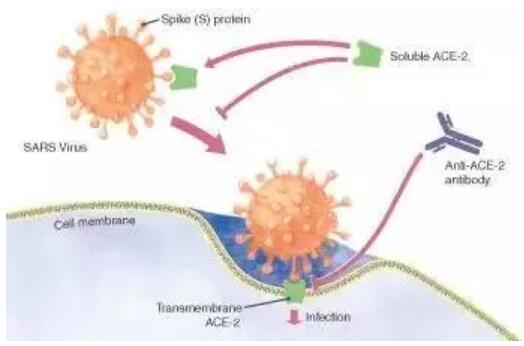 Can antibodies clear the new coronaviruses?-CnTechPost
