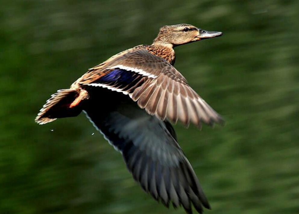 Zhejiang sends 100,000 ducks to Pakistan to fight against locusts ...