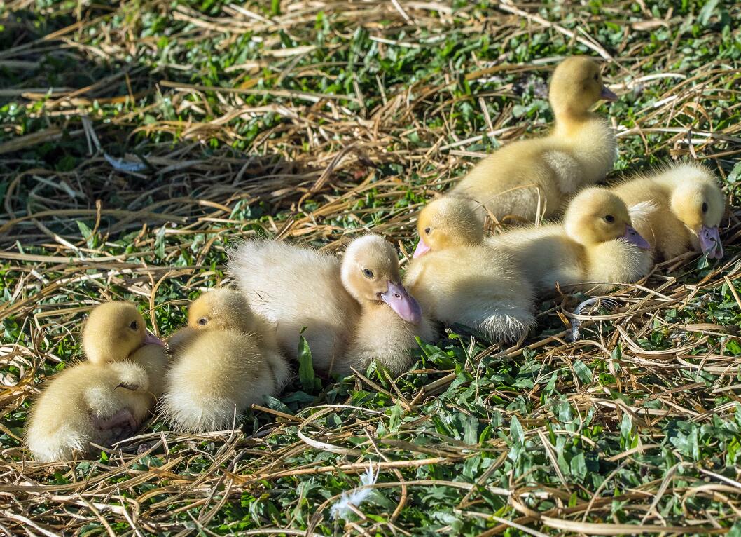 Chinese experts play down on using ducks to control locusts in Pakistan-CnTechPost