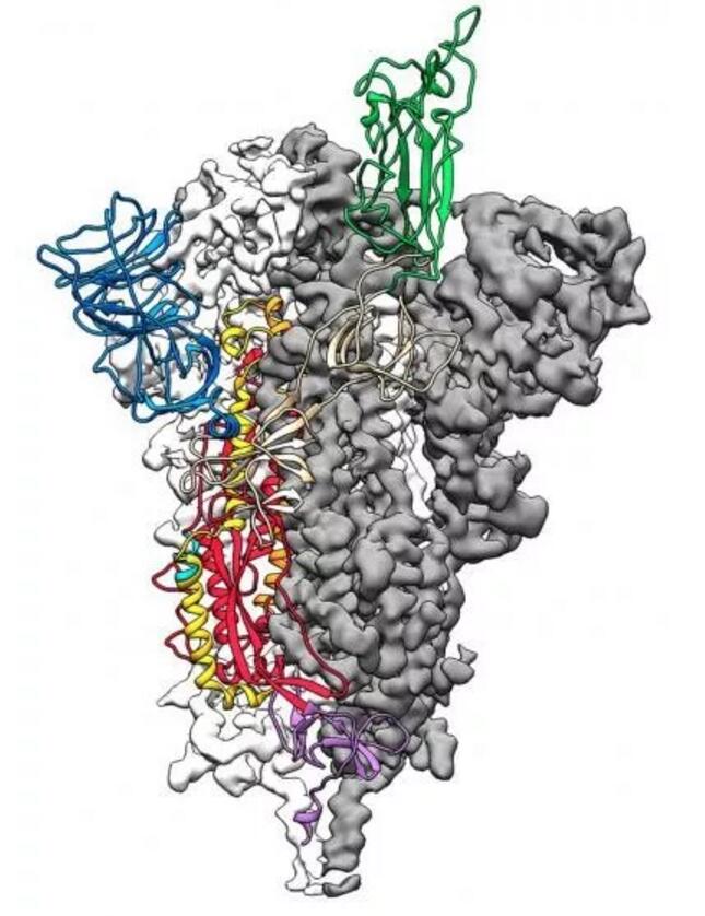 Journal reveals key to invading cells with new coronavirus-CnTechPost
