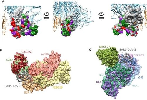 South Korean team finds antibodies for Covid-19, local media says-CnTechPost