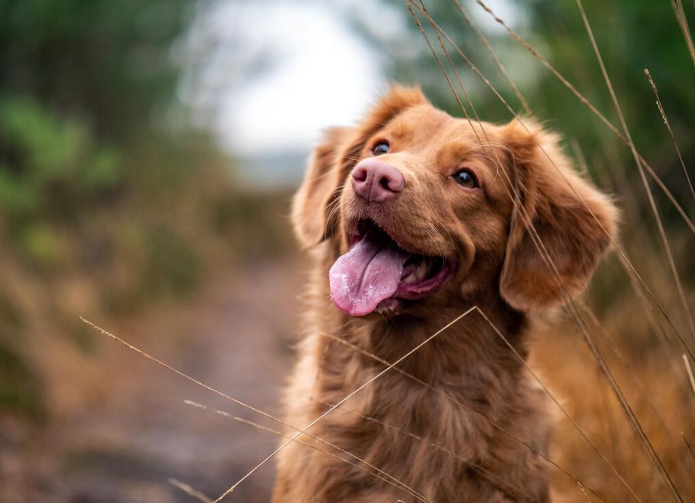 Dog diagnosed with new coronavirus infection in HK, first in the world