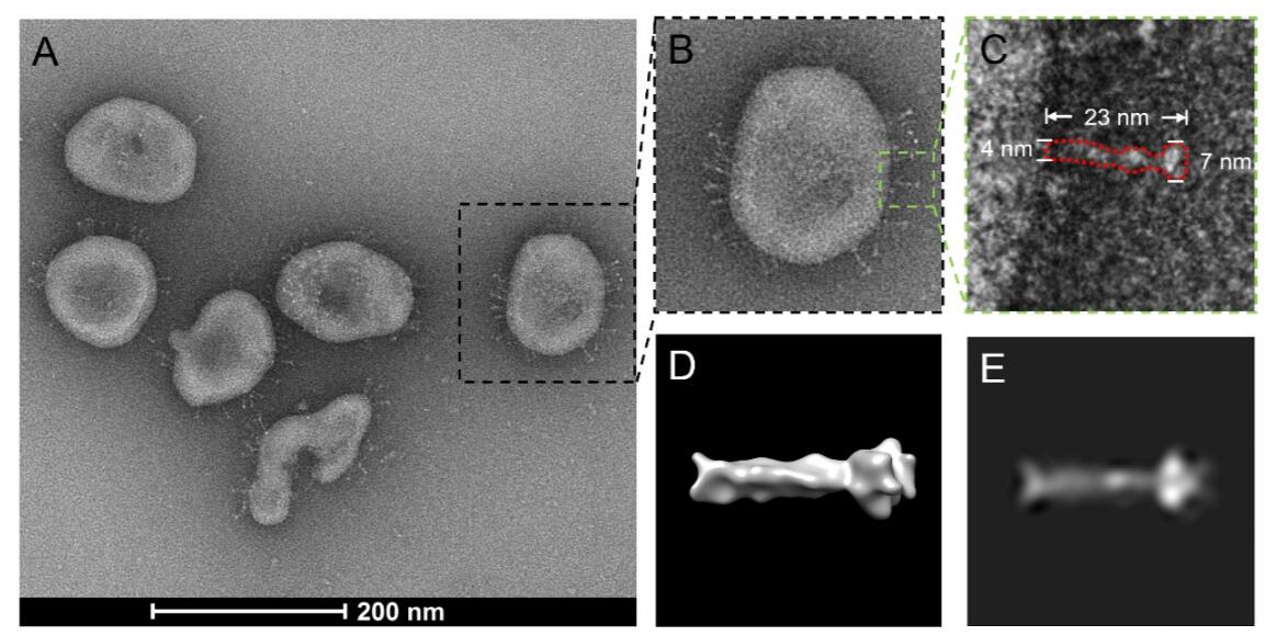 Chinese team reveals appearance of inactivated Covid-19